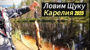 Карелия 2025 Июль . Раздача на озере и речке . Окунь и Щука . Рыбалка на спиннинг .