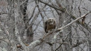 Рыбный филин Петр Маметьев