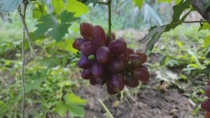 Красный павлин