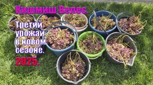 Виноград кишмиш Велес | Третий урожай винограда 2025