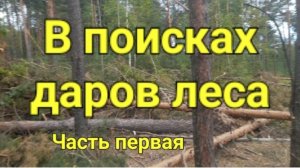 В поисках даров леса.