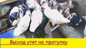 Выход утят на прогулку .
