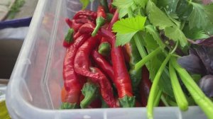 Урожай горького перца и крыжовника.