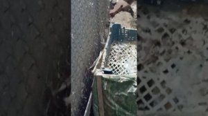 Вечерний обход голубятни