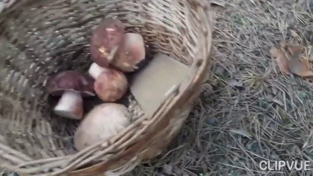 Адреналин и еще какой!