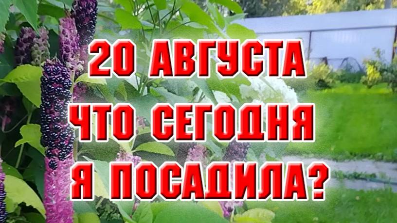 20 августа. Продолжаю сажать гортензии на новой клумбе