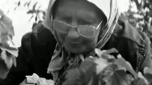 1971 год. Исетский район. Сбор ягод в питомнике