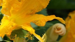 Жареные цветы кабачков