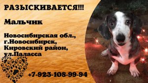 Пропала собака! Мальчик. Новосибирская обл., г.Новосибирск.