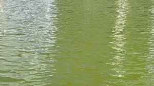 Рыбачу на удальцовских прудах. #удальцовскиепруды#рыбалка#поплавок#рыбалканаудальцовскихпрудах.