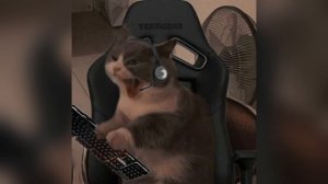 NH22-isolation, Limbo