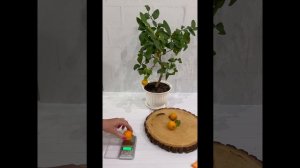 Лиметта Россо ди Рангпур