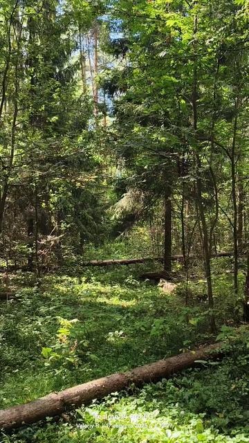 Подмосковный лес 🌳🌲☀️🌳🌲 17.08.2025 смотреть онлайн
