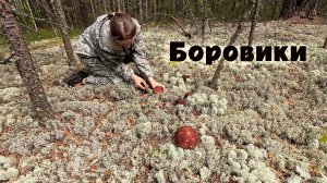 Грибов мало, но удалось набрать чистые! Итоги сложной грибной охоты. Боровики в беломошнике.