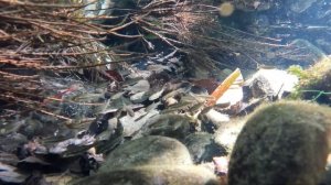 Мальки форели