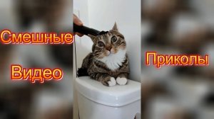 Самые смешные видео приколы|Юмор и Приколы