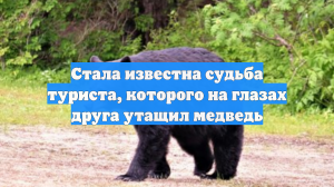 Стала известна судьба туриста, которого на глазах друга утащил медведь