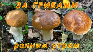 По грибы 2025! За грибами ранним утром! Белые грибы и подосиновики!