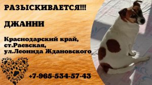 Пропала собака! ДЖАННИ. Краснодарский край, ст.Раевская, ул.Леонида Ждановского.