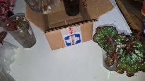 Новинки Бегонии декаротивно лиственные☘️🍀