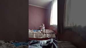 терианская тайна 1 часть /минифильм/квадробика