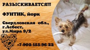 Пропала собака! ФУНТИК, йорк. Свердловская обл., г.Асбест.