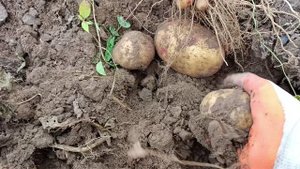 Копаю картошку