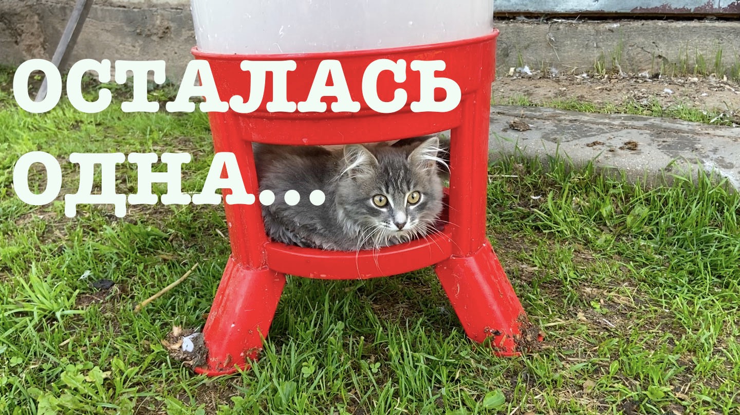 #177. Справляться приходится в одиночку. Обзор хозяйства. [Жизнь. на своей земле] смотреть онлайн