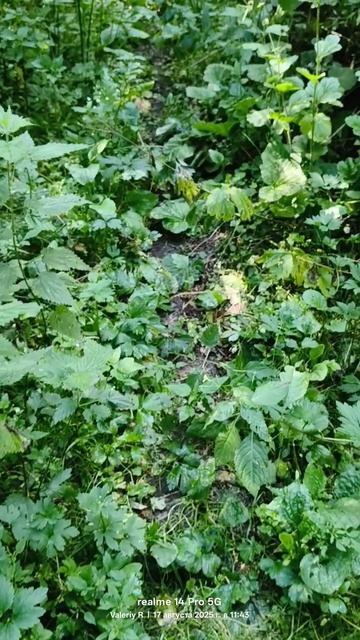 Прогулка в подмосковном лесу, заросли крапивы 🌳🌲☀️🌳🌲🌿🌿🌿 17.08.2025 смотреть онлайн