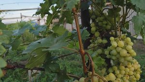 НОМЕРНАЯ НОВИНКА 51-1-5