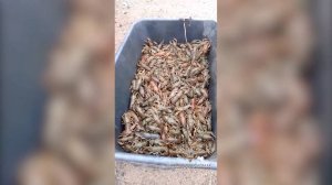 В Республике Татарстан пресечена деятельность по незаконной добыче водных биологических ресурсов