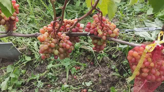 Виноград в Калужской обл. Август . Итог. Нагрузка. Созревание.