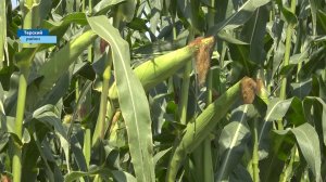 Уникальный сорт кукурузы, который прошел проверку временем