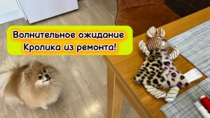 Волнительное ожидание Кролика из ремонта!