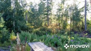 В гостях у Лешего