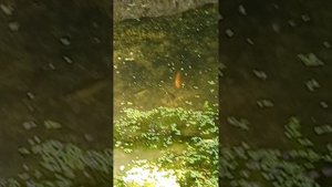 Разведение карпа кой и комета в самодельном пруду 5