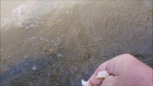 2023-11-18 ТАЙЛАНД: БАНГКОК (КОРОЛЕВСКИЕ ДВОРЦЫ)