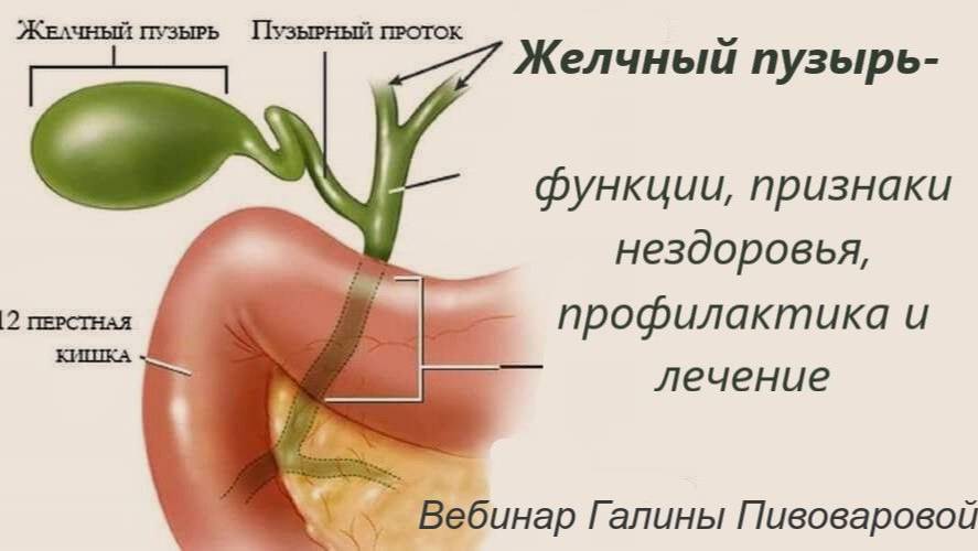 Желчный пузырь