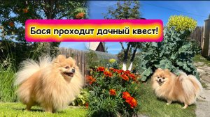 Бася проходит дачный квест!