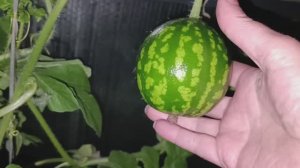 Обещают ливень💦 град. Дегустация томата Сказочный ангел 🍅Няньчусь с арбузиками🍉