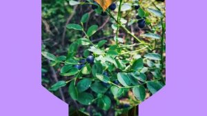 Заверните мне Счастье..