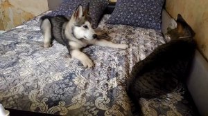 Маламут Балто.