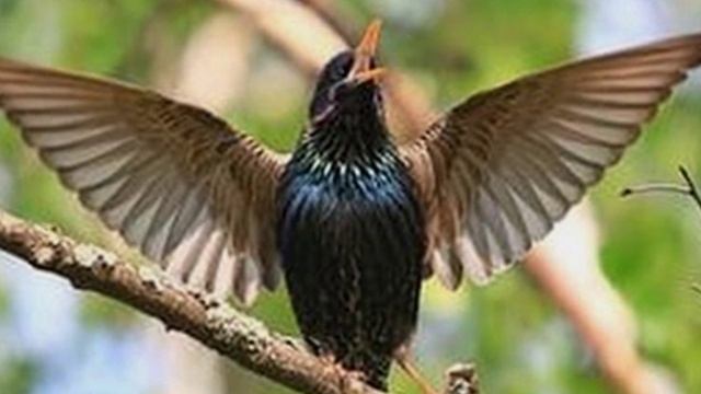 С чего начинается Родина