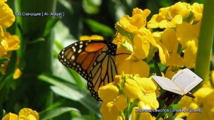 Священной Коран - Смысловой перевод на русский язык (Эльмир Кулиев) - 100. Скачущие (Al-Adi