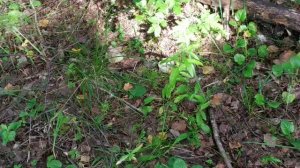 Готовим запасы на зиму