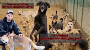 Могут ли собаки управлять авто ? Кто умнее дворняжки или породистые собаки ?