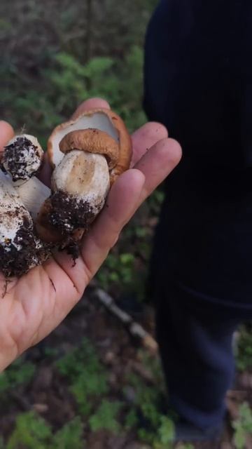 мы только по опушке прогуляемся, да ?🤣🤣🤣 смотреть онлайн