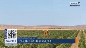 В Краснодарском крае стартовала уборочная кампания винограда