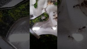 уборка на ферме муравьёв.