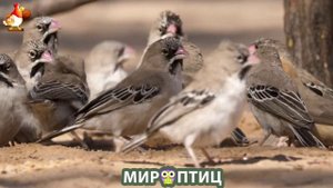 Мир птиц – красота и грация пернатых созданий Природы 🦩🦚🦜 Выпуск (404) 🦉🐦🐤